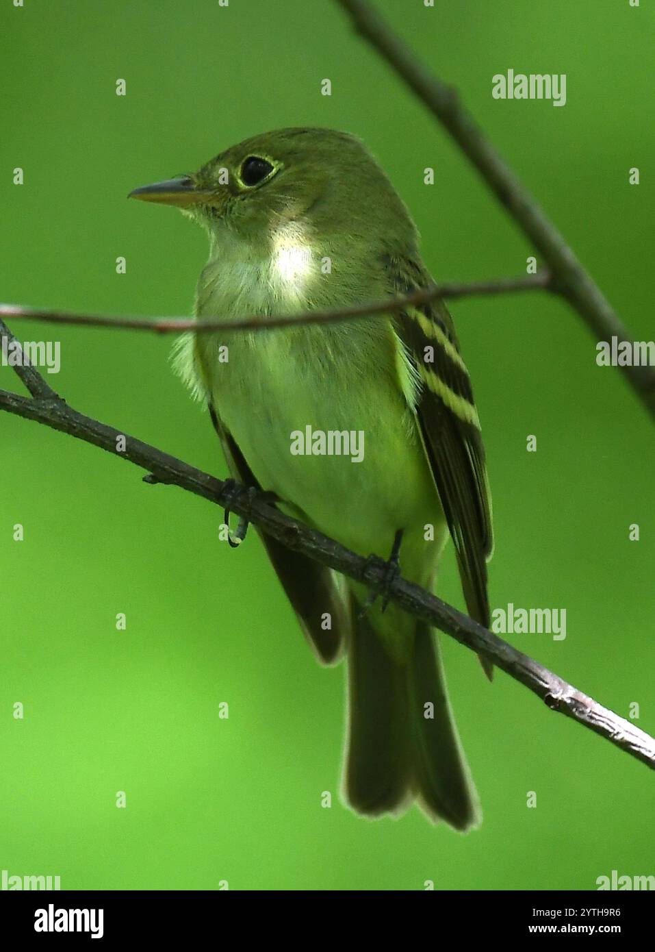 Moucherolle vert (Empidonax virescens) Banque D'Images