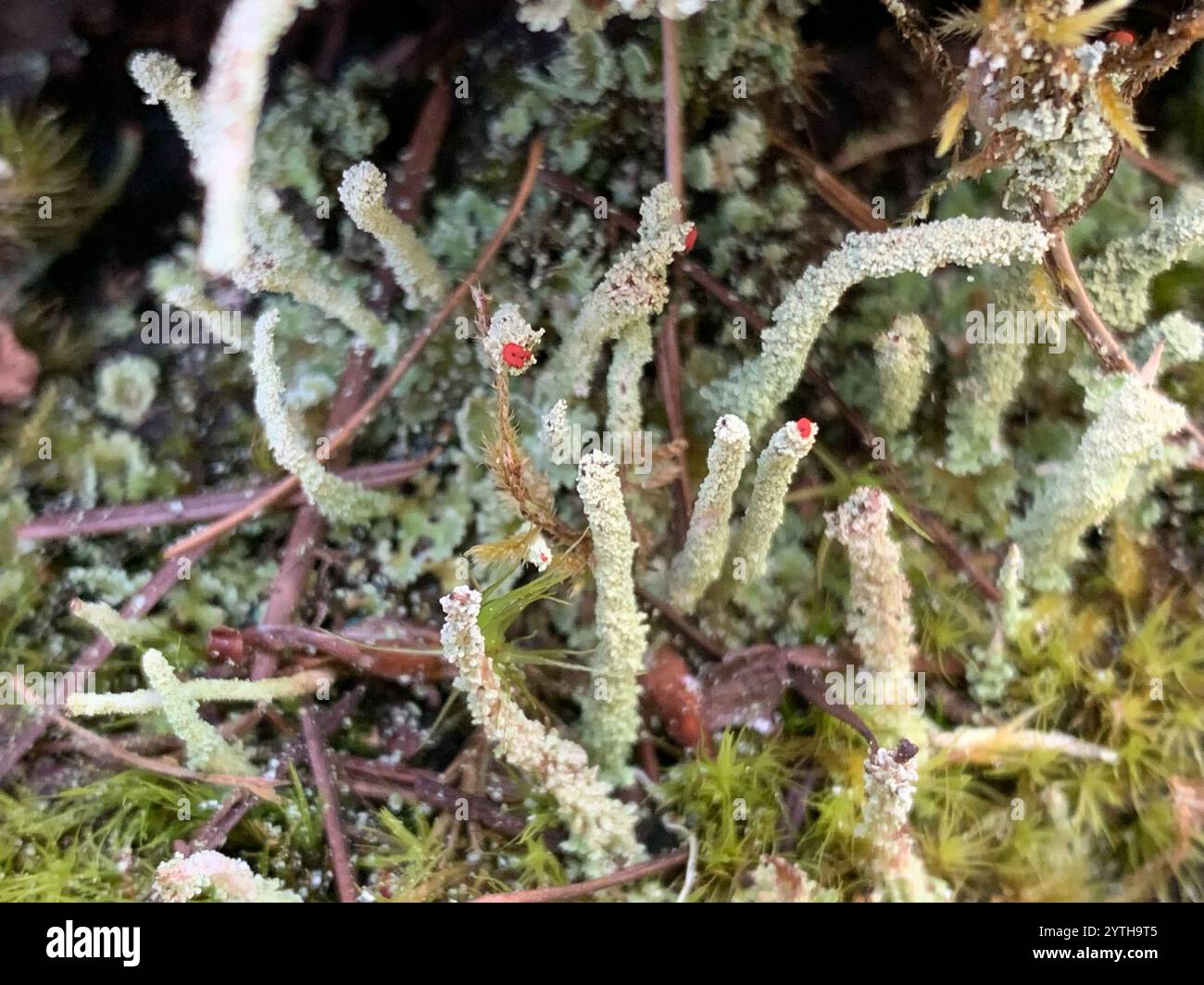Soldats jouets (Cladonia bellidiflora) Banque D'Images