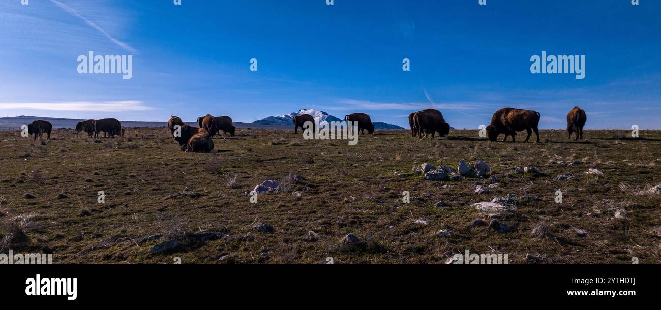 Mars 2024, GREAT SALT LAKE, UTAH - Buffalo paissant dans le parc d'État d'Antelope Island à l'extérieur de Salt Lake City, Utah Banque D'Images