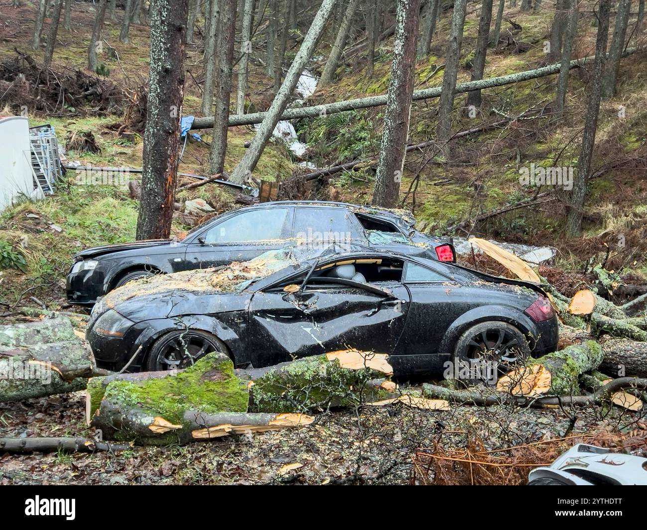 Dégâts causés par la tempête Darragh, la quatrième tempête nommée de la saison 2024/2025. Près d'Aberystwyth dans l'ouest du pays de Galles, au Royaume-Uni, une voiture garée écrasée par un arbre qui tombe le 7 décembre 2024 Banque D'Images