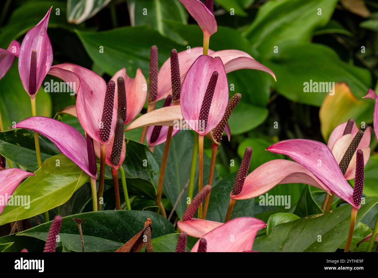 Belle plante de jardin d'hiver Anthurium Zizou, portrait naturel de plante en gros plan. Séduisant, fiable, authentique, Moody, nouveau, bsorbing, abstraction, Banque D'Images