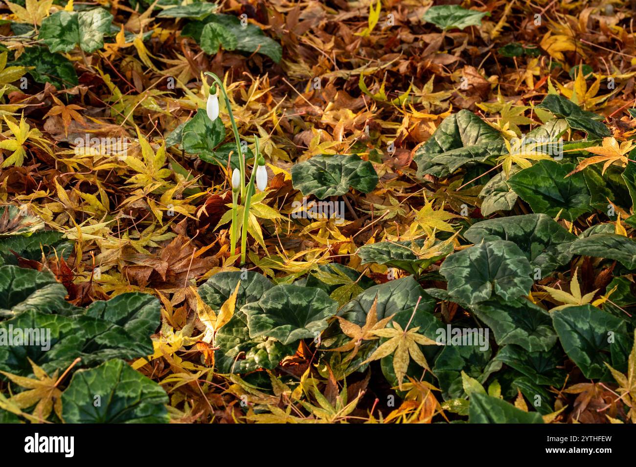 Saisissant paysage intime du début de l'hiver de Cyclamen Hederifolium, cyclamen à feuilles de lierre, Cyclamen Neapolitanum en feuille colorée litter.breathtaking, Banque D'Images