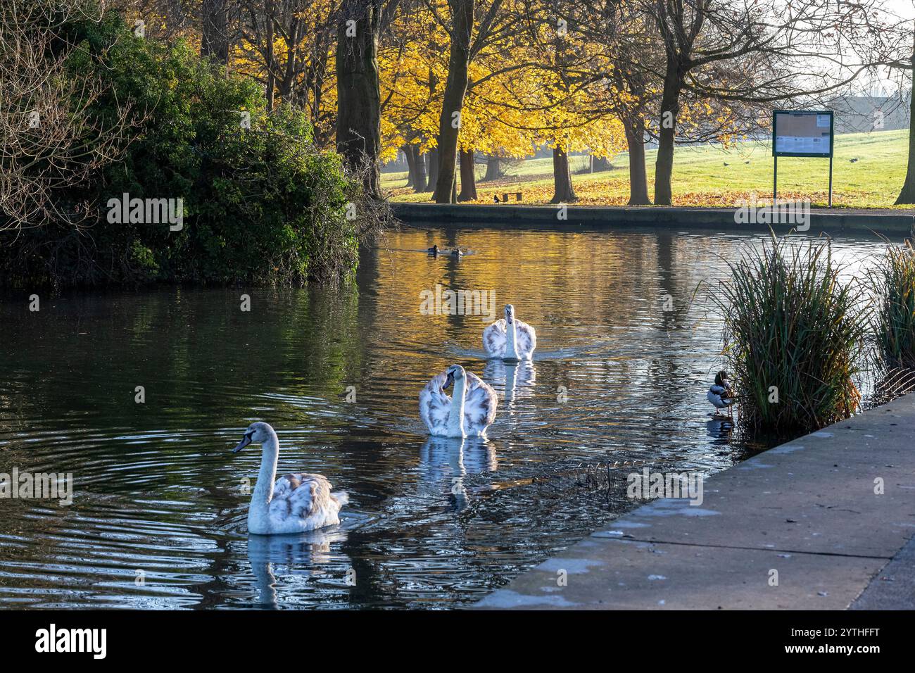 Couleurs d'automne à Abington Park en milieu de matinée, Northampton, Angleterre, Royaume-Uni. Banque D'Images