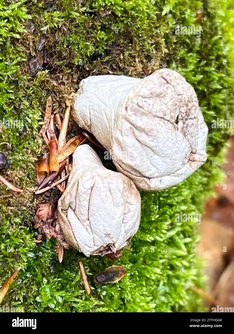 Poire (Apioperdon pyriforme) Banque D'Images