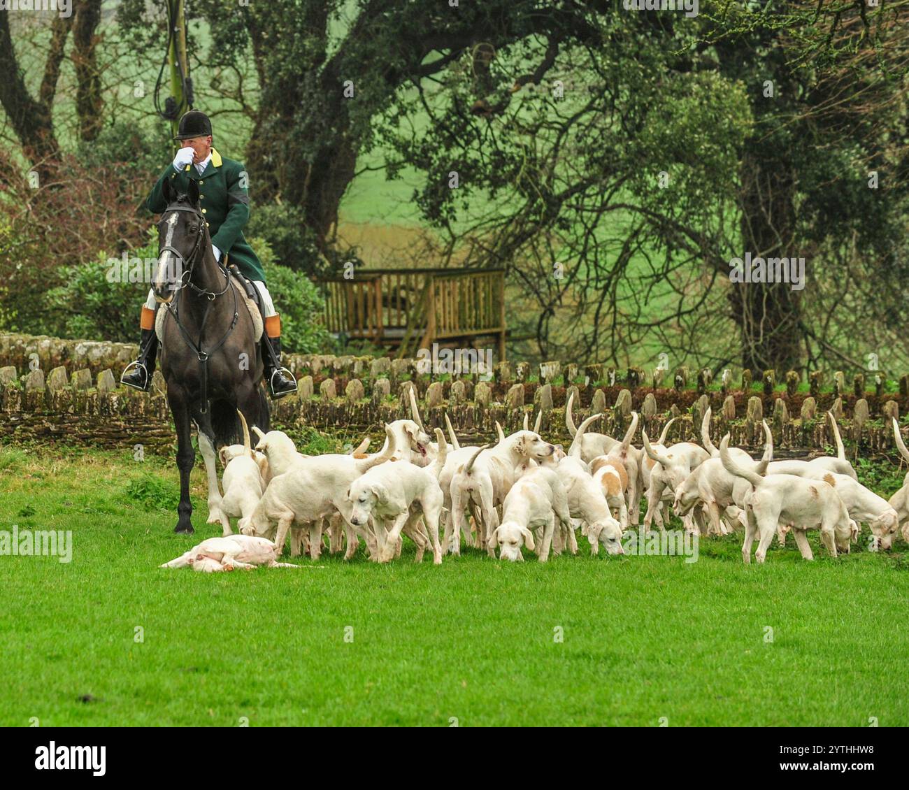 huntsman avec sa meute de harriers blancs Banque D'Images huntsman avec sa meute de harriers blancs Banque D'Images