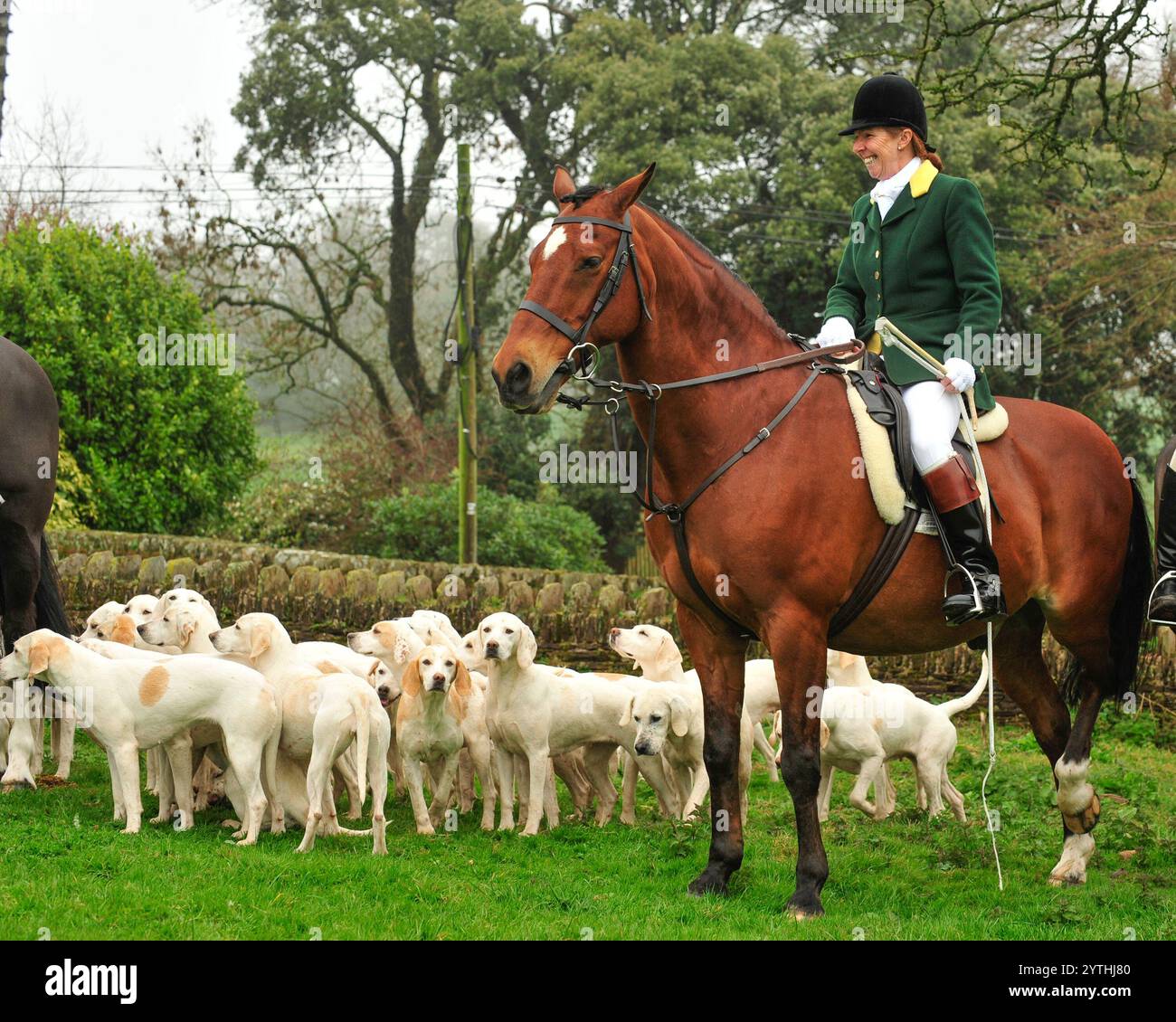 fouet femelle avec un paquet de west country harriers Banque D'Images fouet femelle avec un paquet de west country harriers Banque D'Images