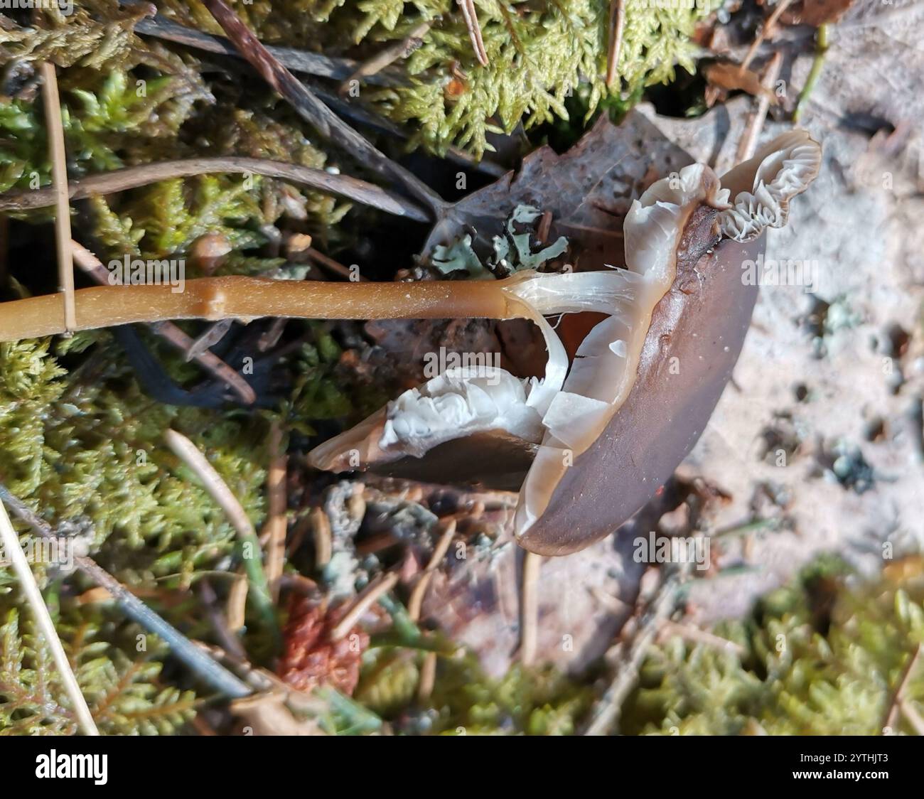 Casquette Sprucecone (Strobilurus esculentus) Banque D'Images