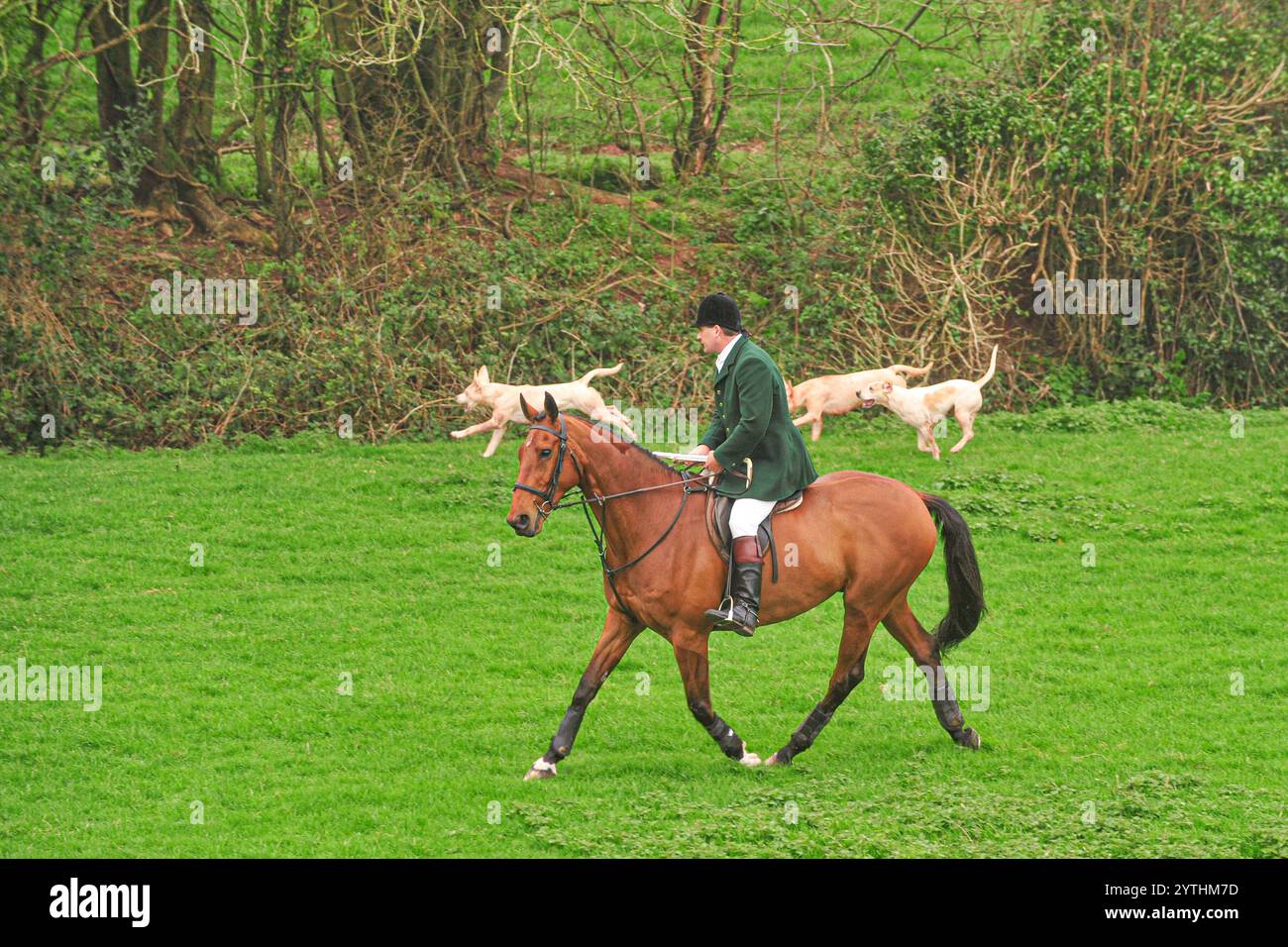 huntsman avec sa meute de harrier hounds Banque D'Images huntsman avec sa meute de harrier hounds Banque D'Images
