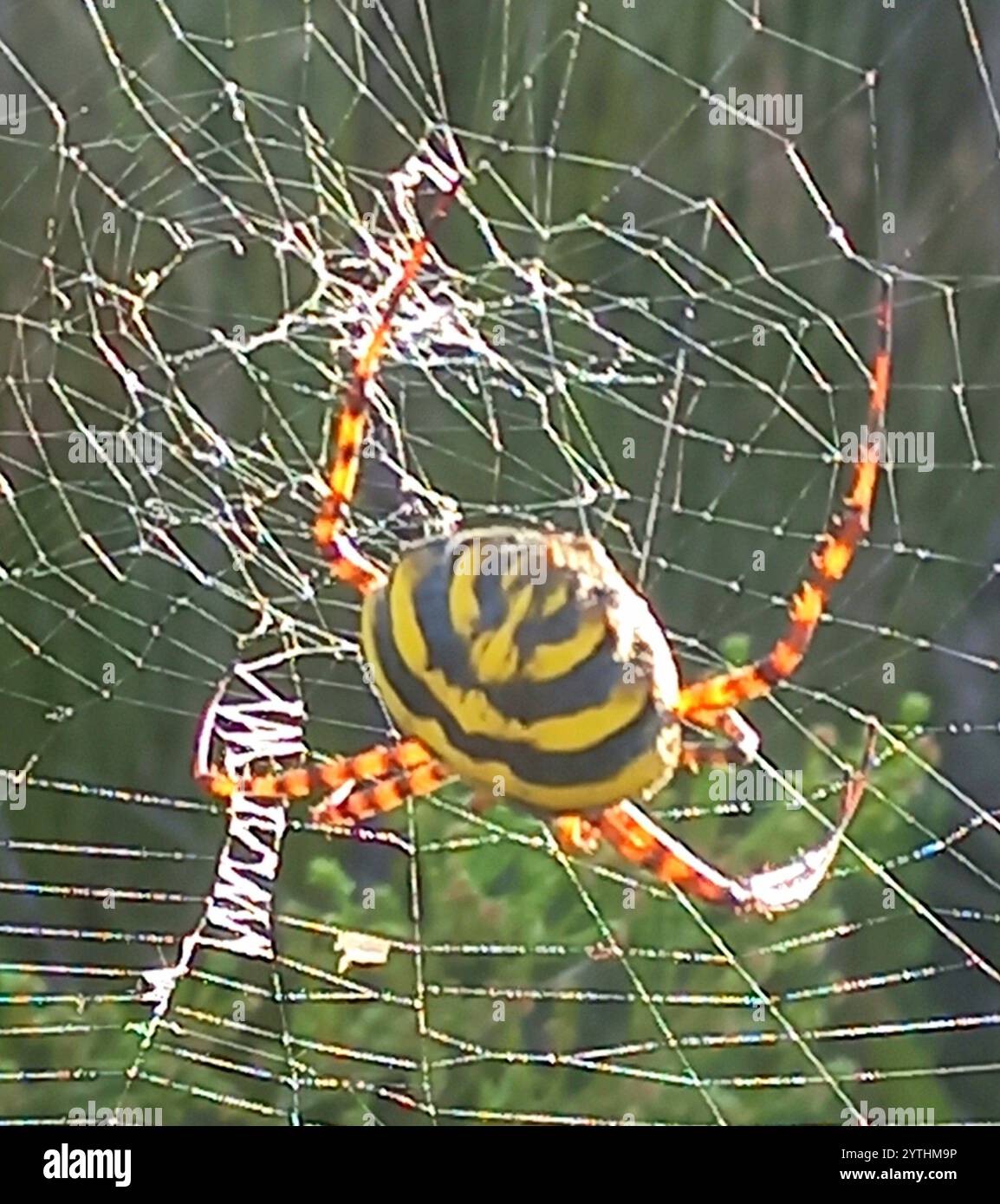 Araignée Orbweb de jardin commune (Argiope australis) Banque D'Images