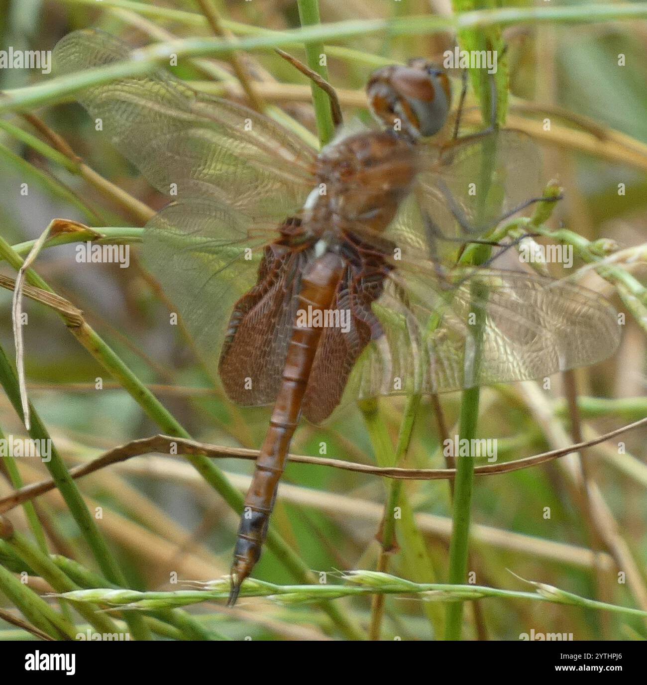 Carolina Saddlebags (Tramea carolina) Banque D'Images