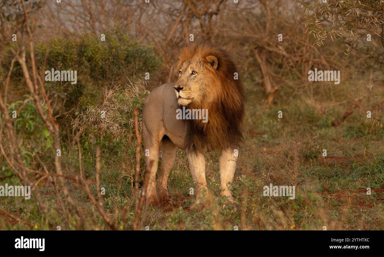 Lion mâle à la recherche de proies Banque D'Images