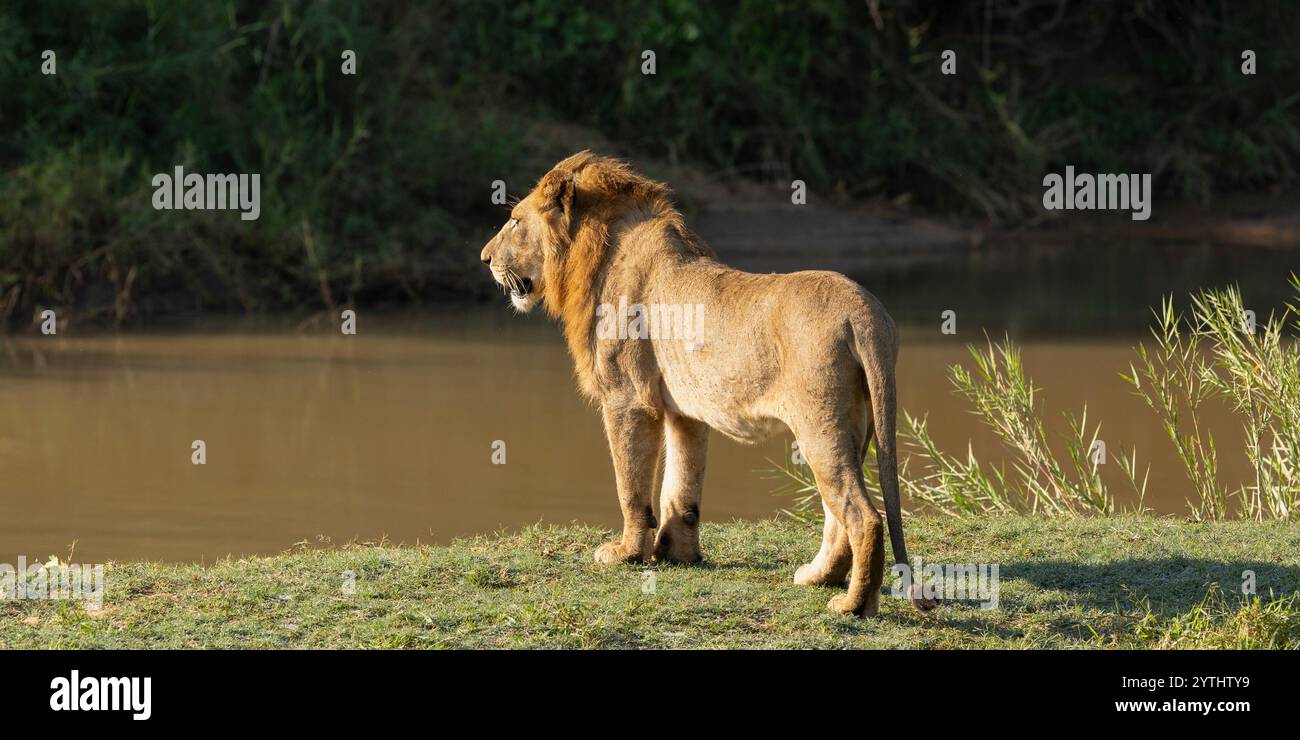 Mâle Lion étudie son domaine près de la rivière Banque D'Images