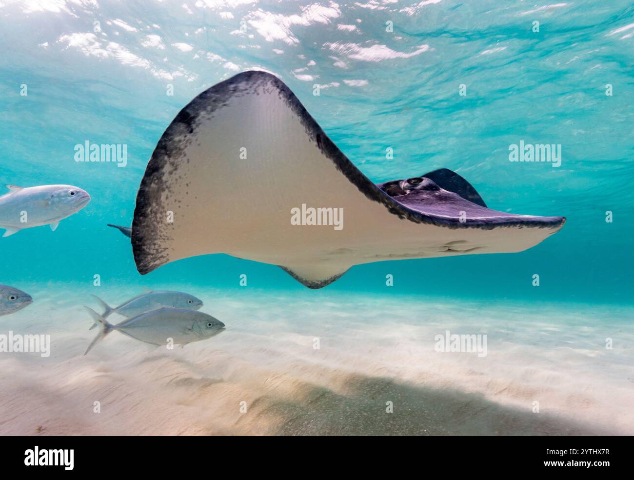 Au niveau des yeux, avec un raie du Sud (Hypanus americanus), ombre visible sur le fond marin sablonneux et vagues de surface visibles au-dessus. Poisson bar jack à l'arrière. Banque D'Images