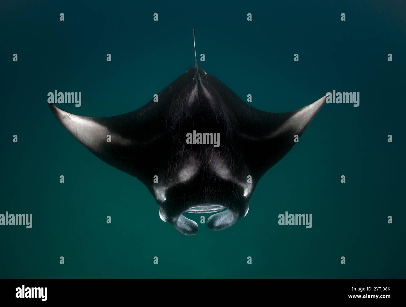 Regardant vers le bas sur un Reef Manta Ray (Mobula alfredi) nageant directement vers nous. Banque D'Images