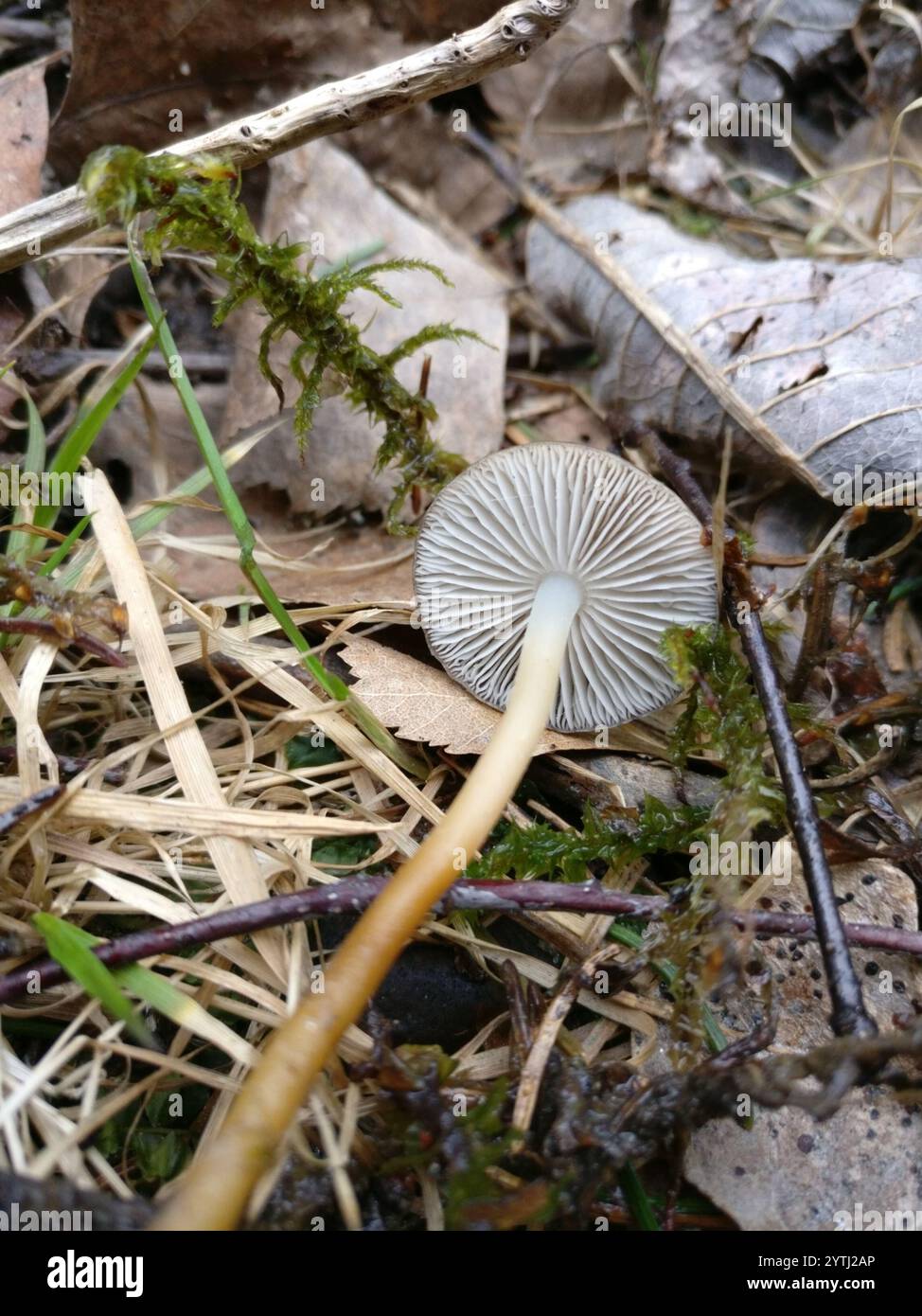 Casquette Sprucecone (Strobilurus esculentus) Banque D'Images