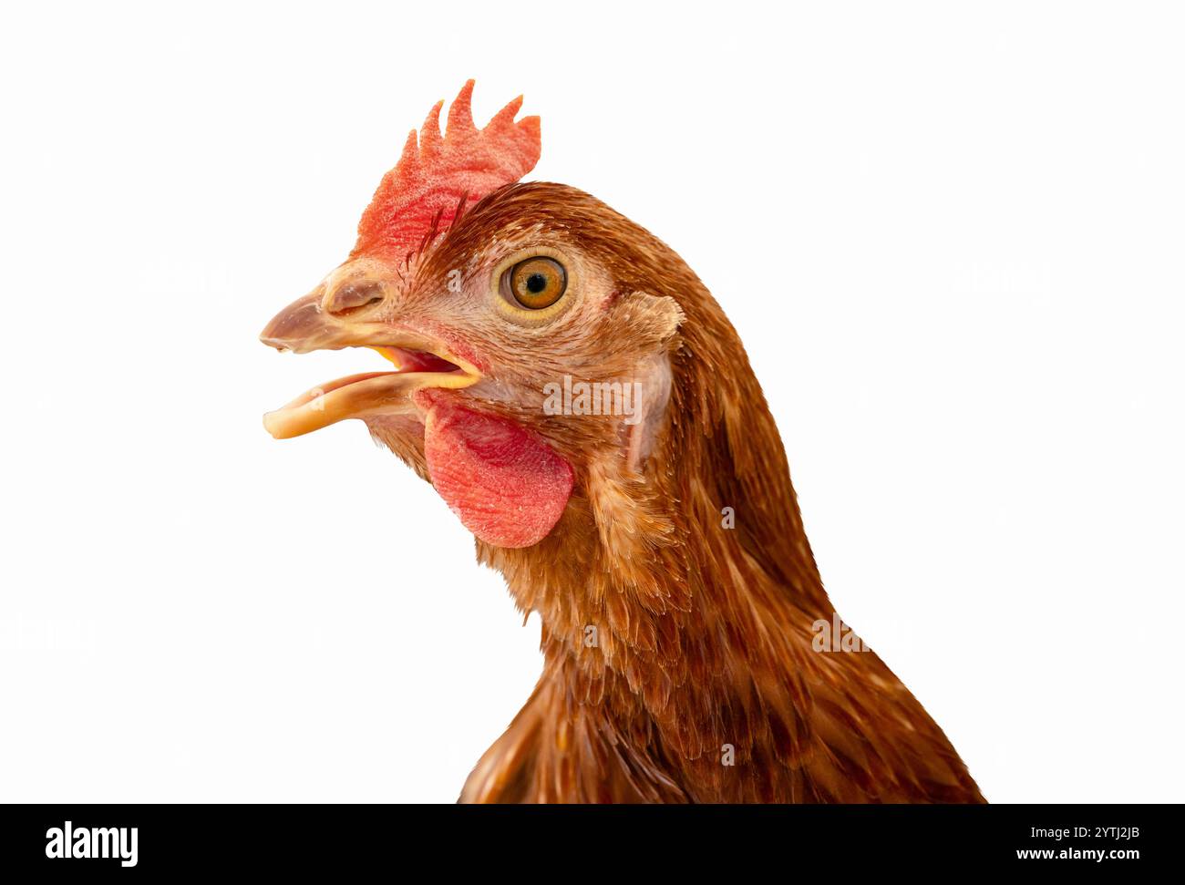 Portrait rapproché isolé de ISA Brown poule. Banque D'Images