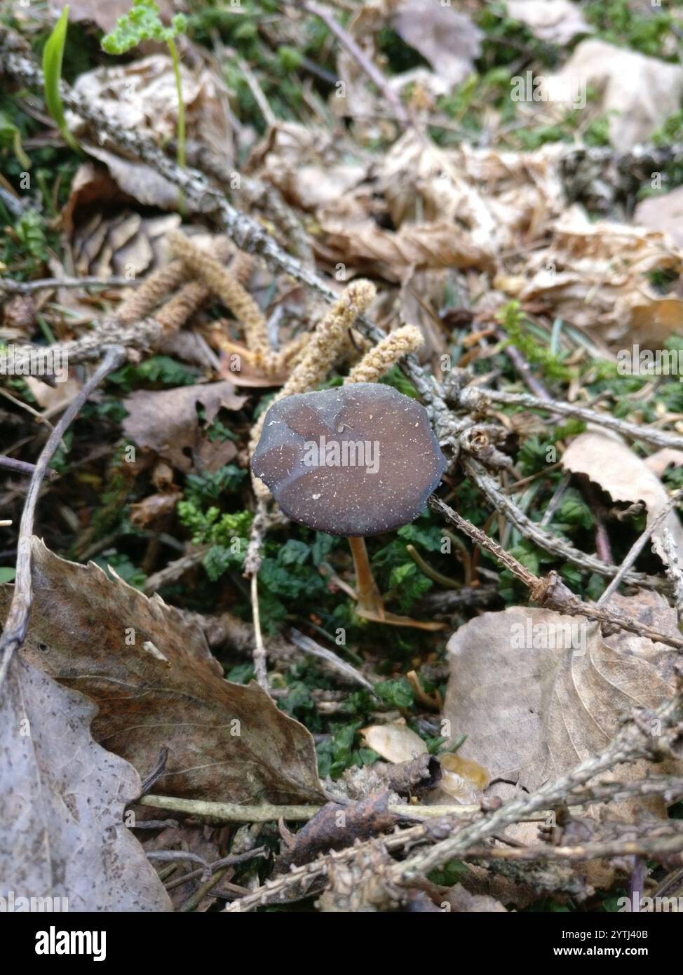 Casquette Sprucecone (Strobilurus esculentus) Banque D'Images