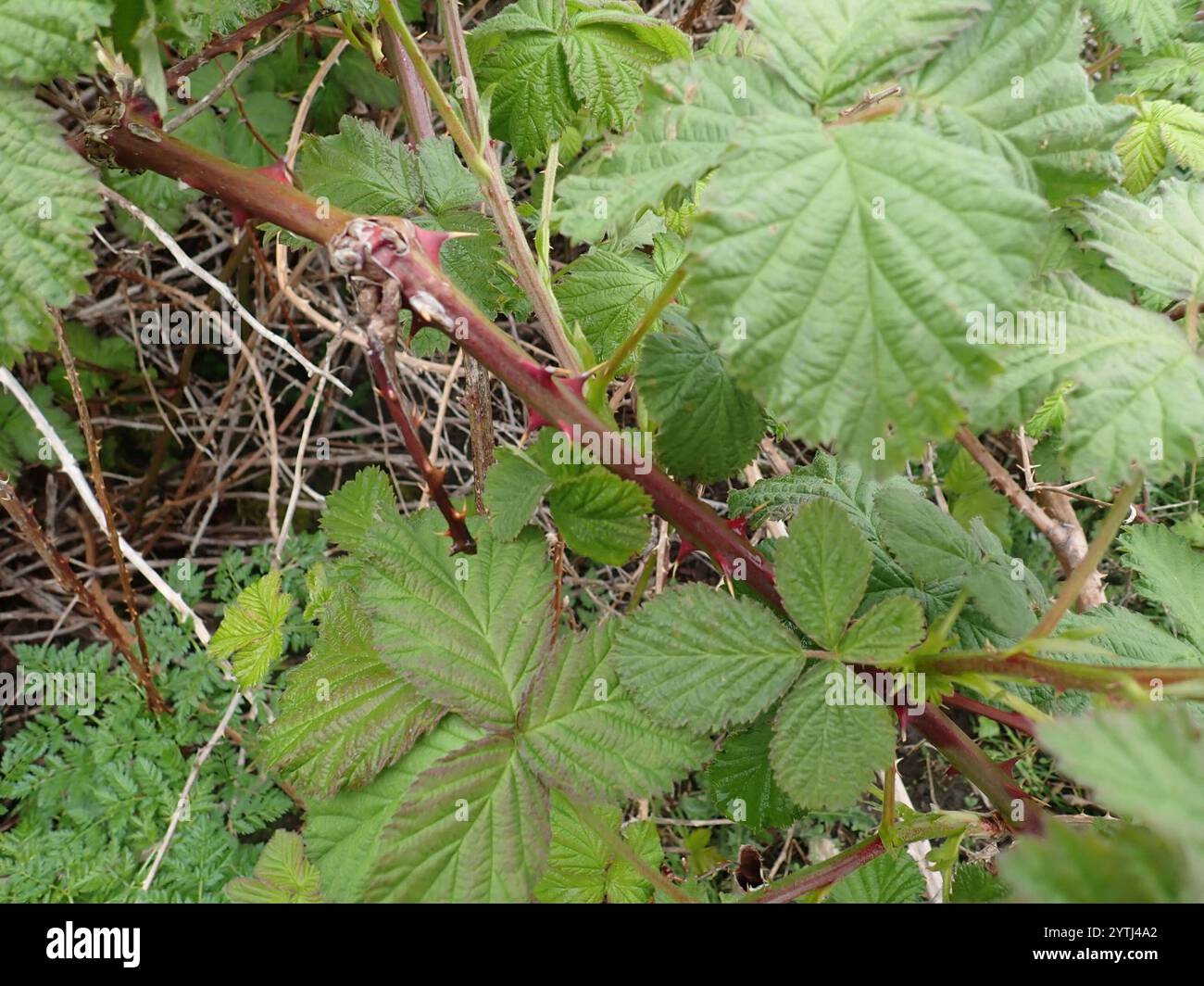 Mûre arménienne (Rubus armeniacus) Banque D'Images