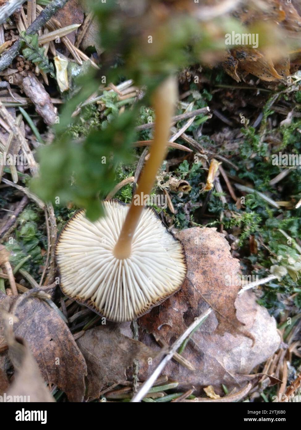 Casquette Sprucecone (Strobilurus esculentus) Banque D'Images
