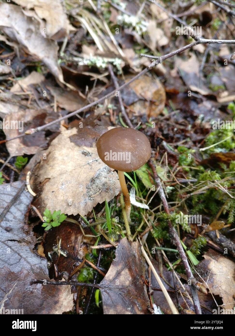Casquette Sprucecone (Strobilurus esculentus) Banque D'Images