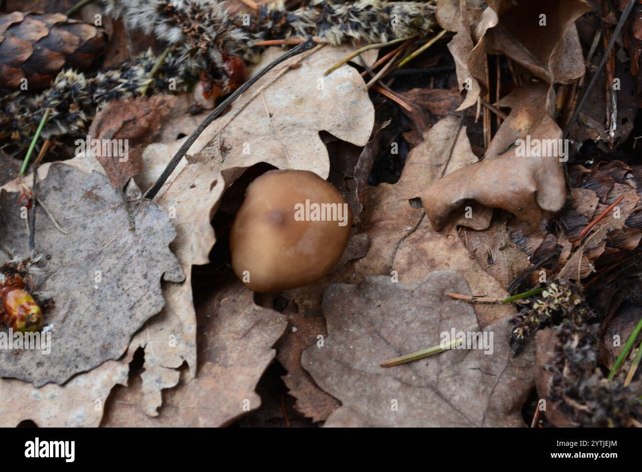 Casquette Sprucecone (Strobilurus esculentus) Banque D'Images