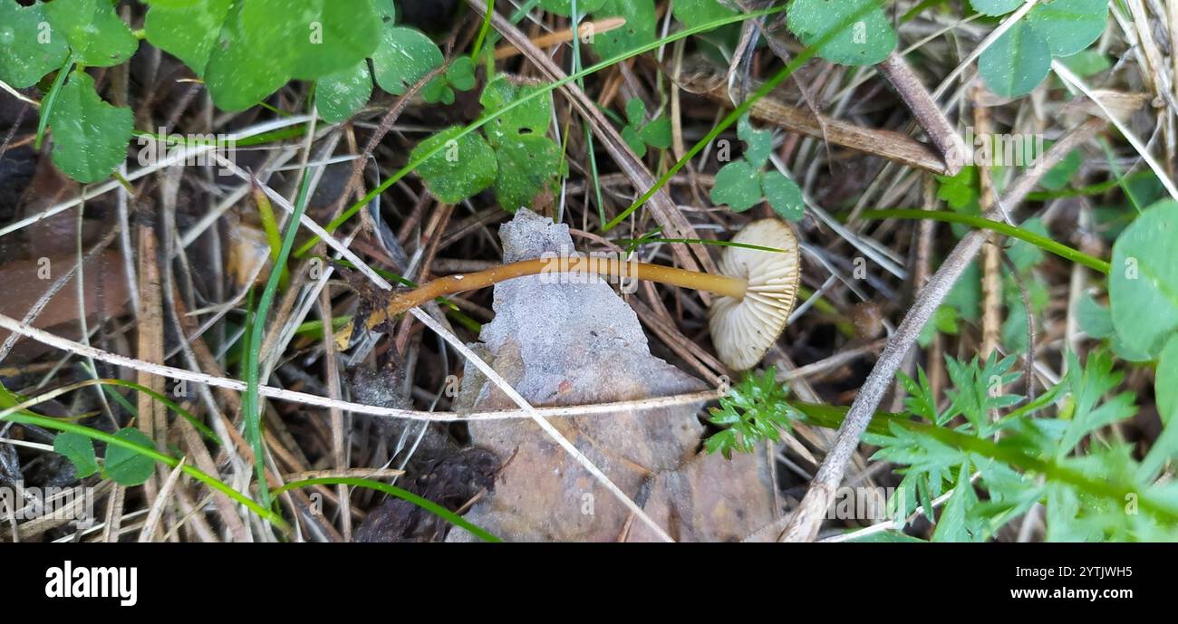 Casquette Sprucecone (Strobilurus esculentus) Banque D'Images
