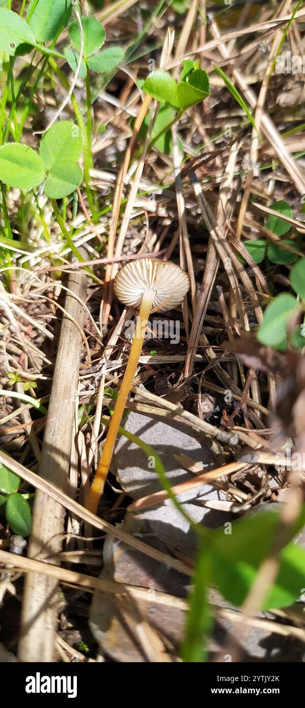 Casquette Sprucecone (Strobilurus esculentus) Banque D'Images