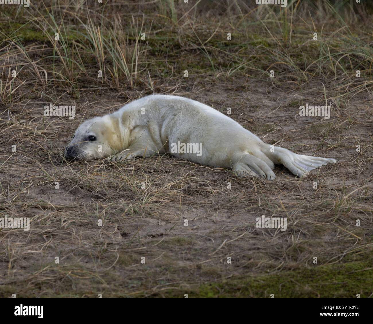 Chiot phoque gris dans les dunes de Winterton-on-Sea Banque D'Images