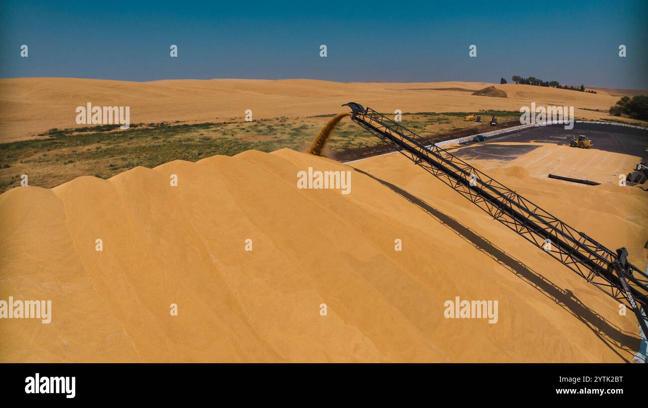 JUILLET 2024, PALOUSE, WASHINGTON - récolte de blé avec des moissonneuses-batteuses dans la région de Palouse dans l'État de Washington Banque D'Images