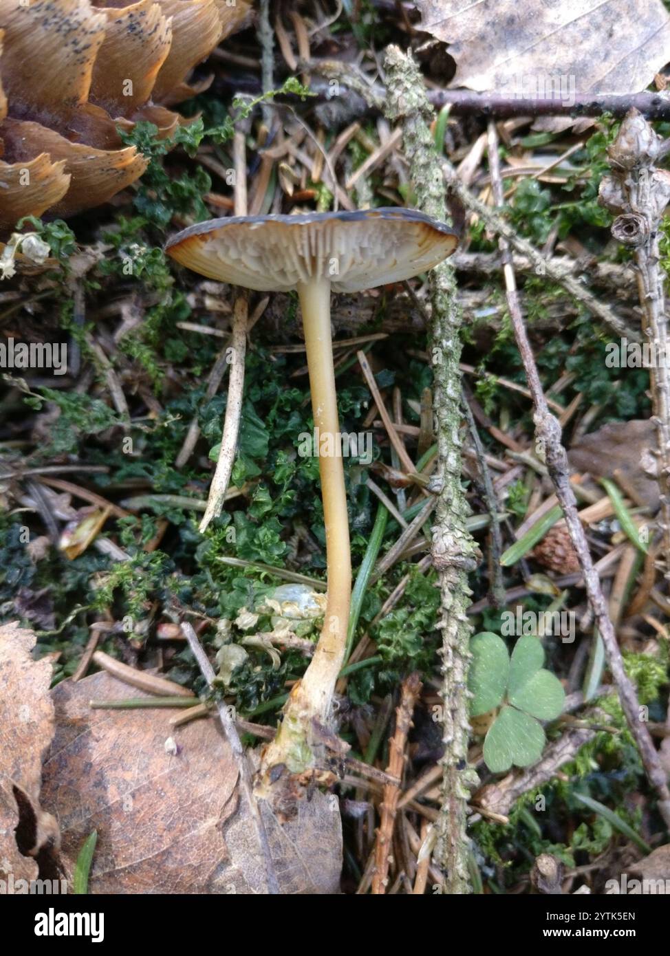 Casquette Sprucecone (Strobilurus esculentus) Banque D'Images