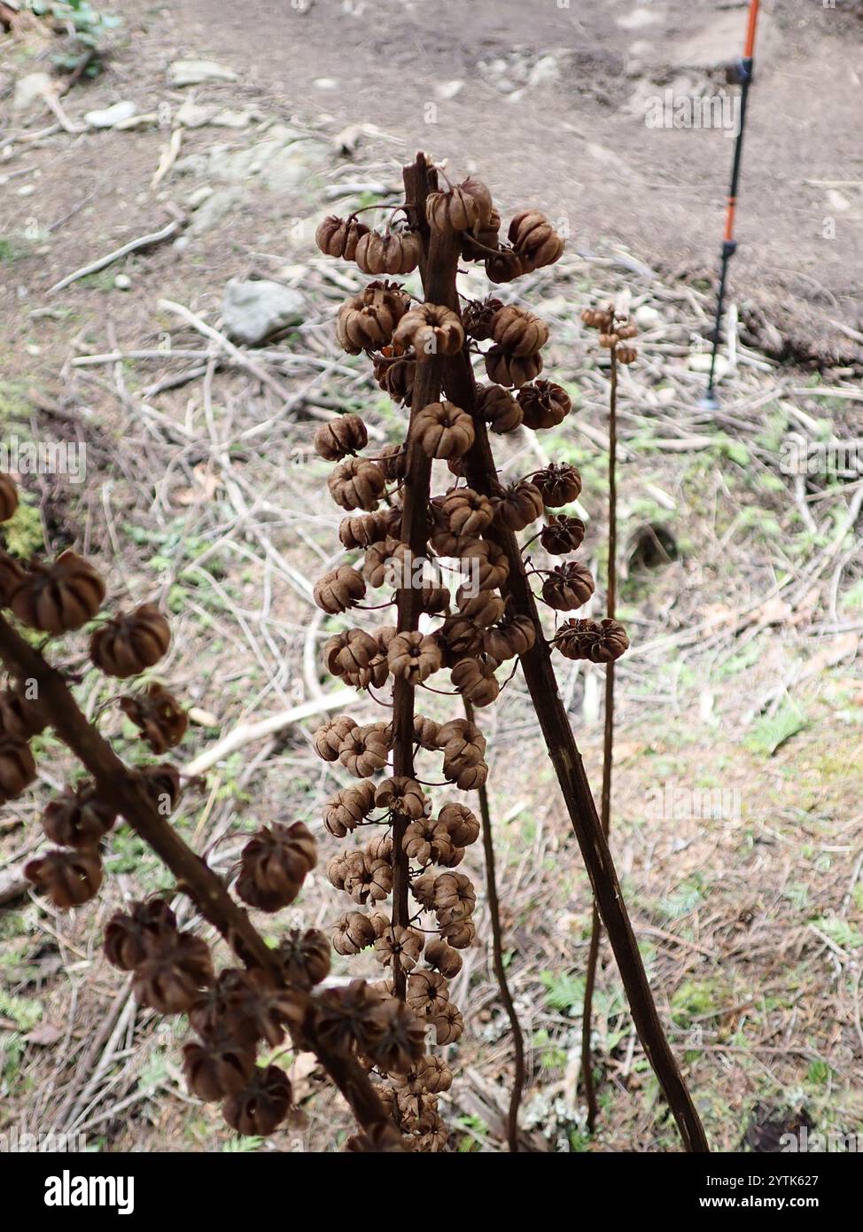 Pterospora andromedea (Pterospora andromedea) Banque D'Images