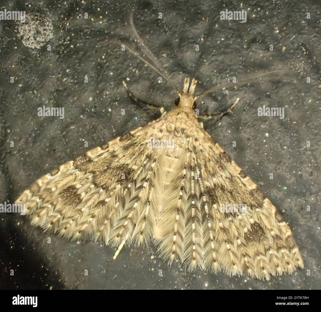 Vingt-plume Moth (Alucita hexadactyla) Banque D'Images