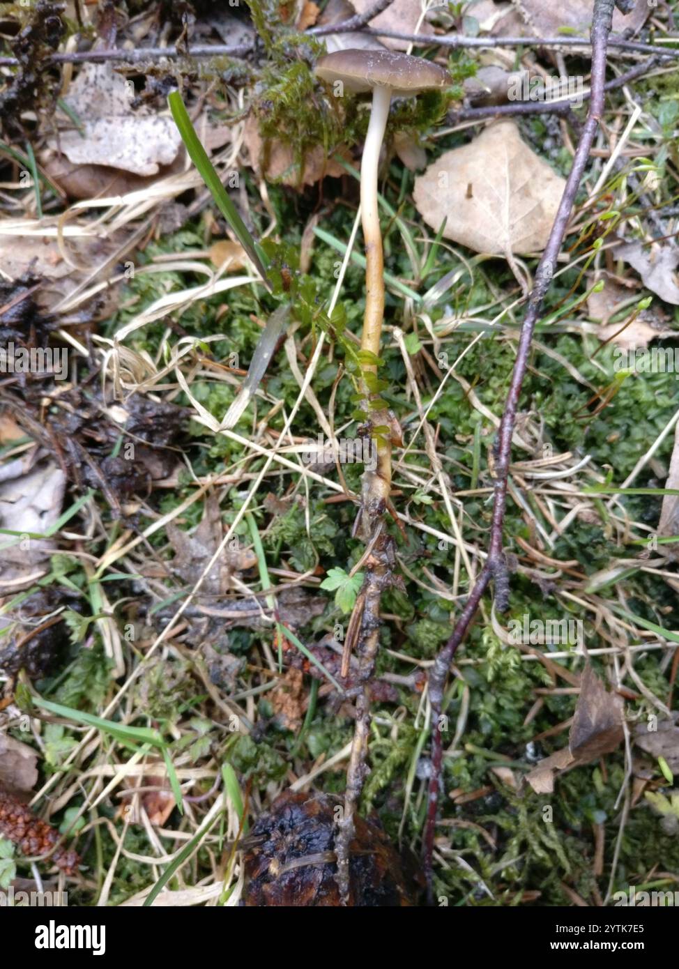 Casquette Sprucecone (Strobilurus esculentus) Banque D'Images