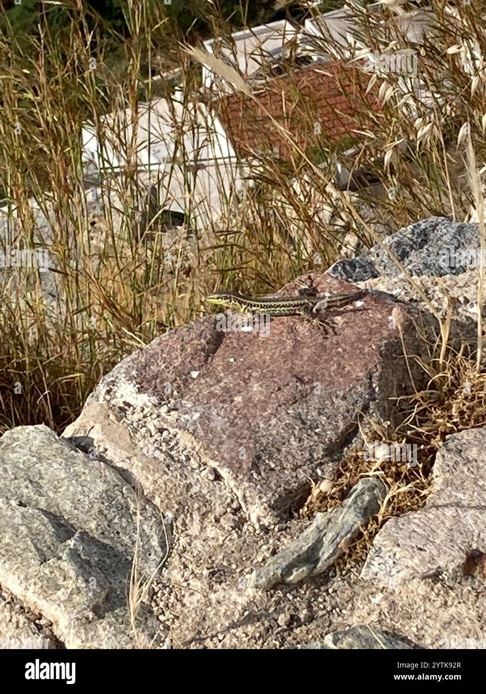 Lézard du mur d'Erhard (Podarcis erhardii) Banque D'Images