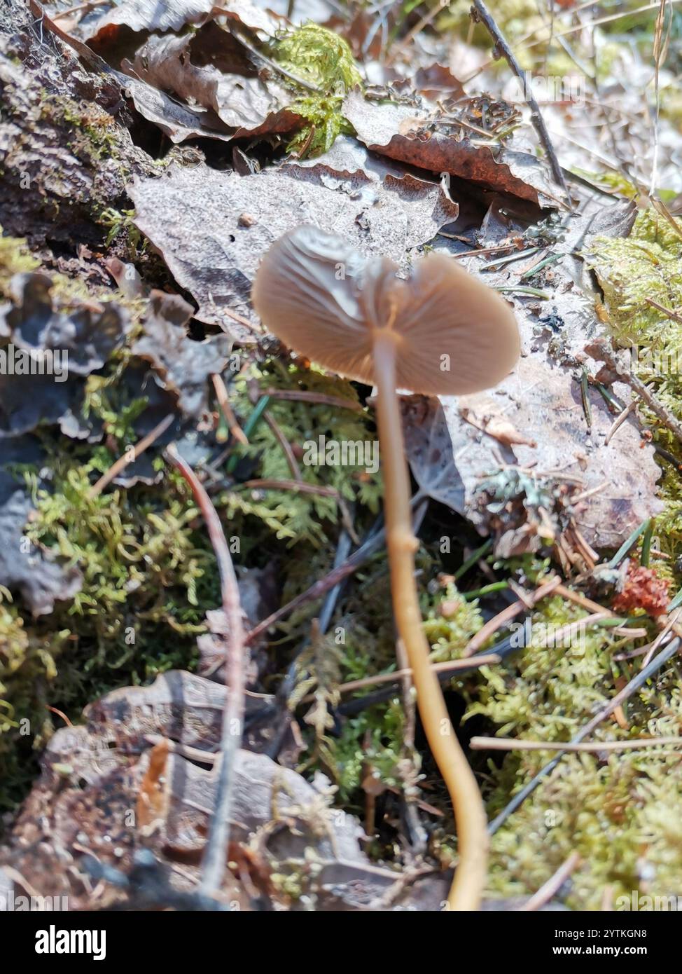 Casquette Sprucecone (Strobilurus esculentus) Banque D'Images