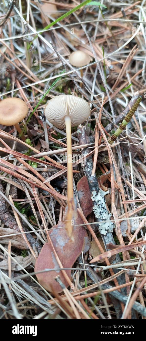 Casquette Sprucecone (Strobilurus esculentus) Banque D'Images