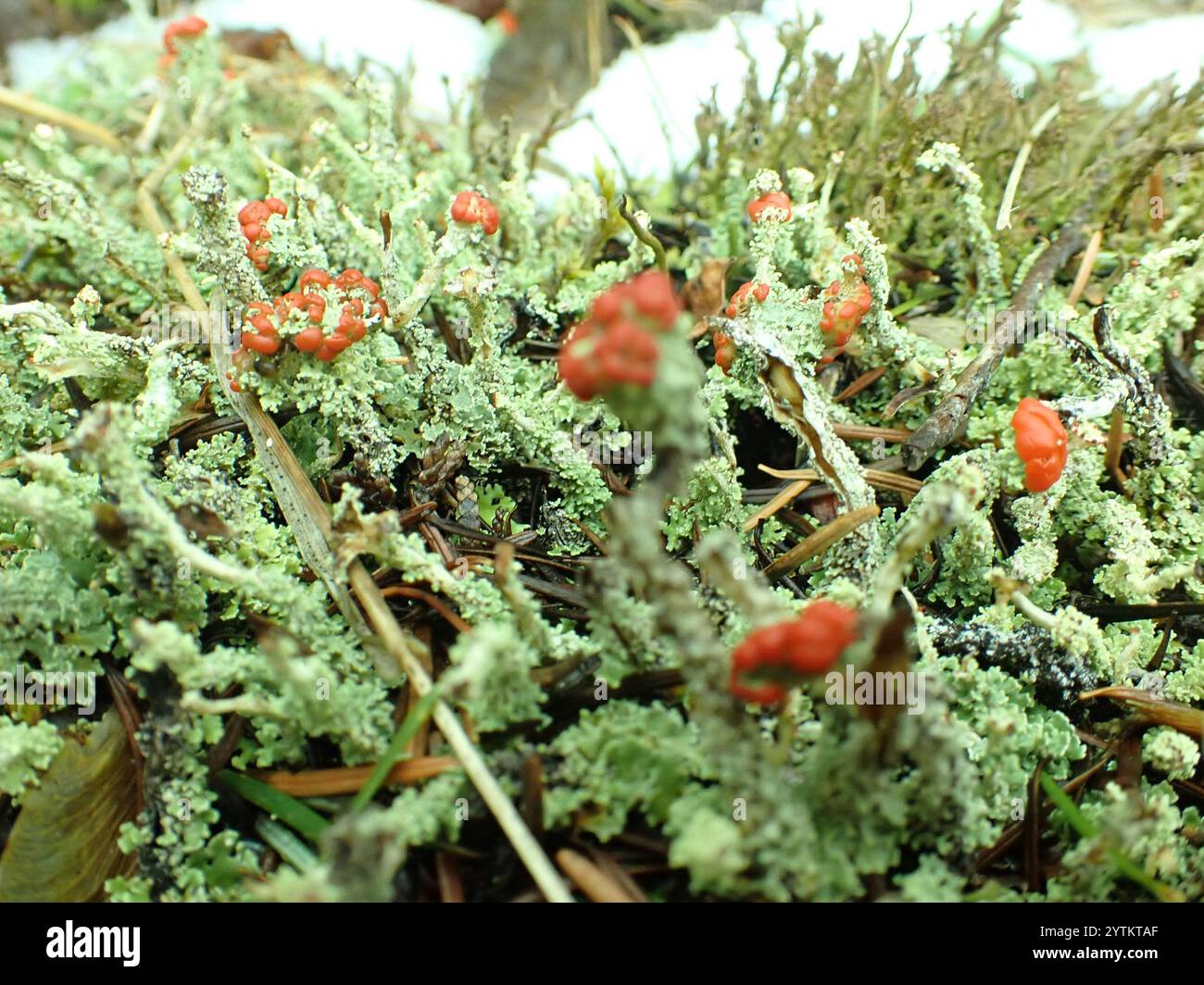 Soldats jouets (Cladonia bellidiflora) Banque D'Images