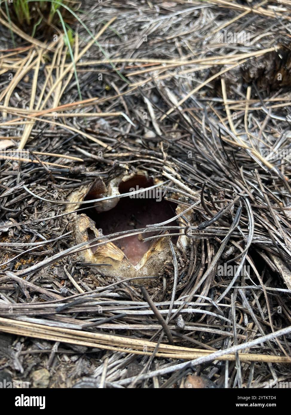 Couronne rose (Sarcosphaera coronaria) Banque D'Images