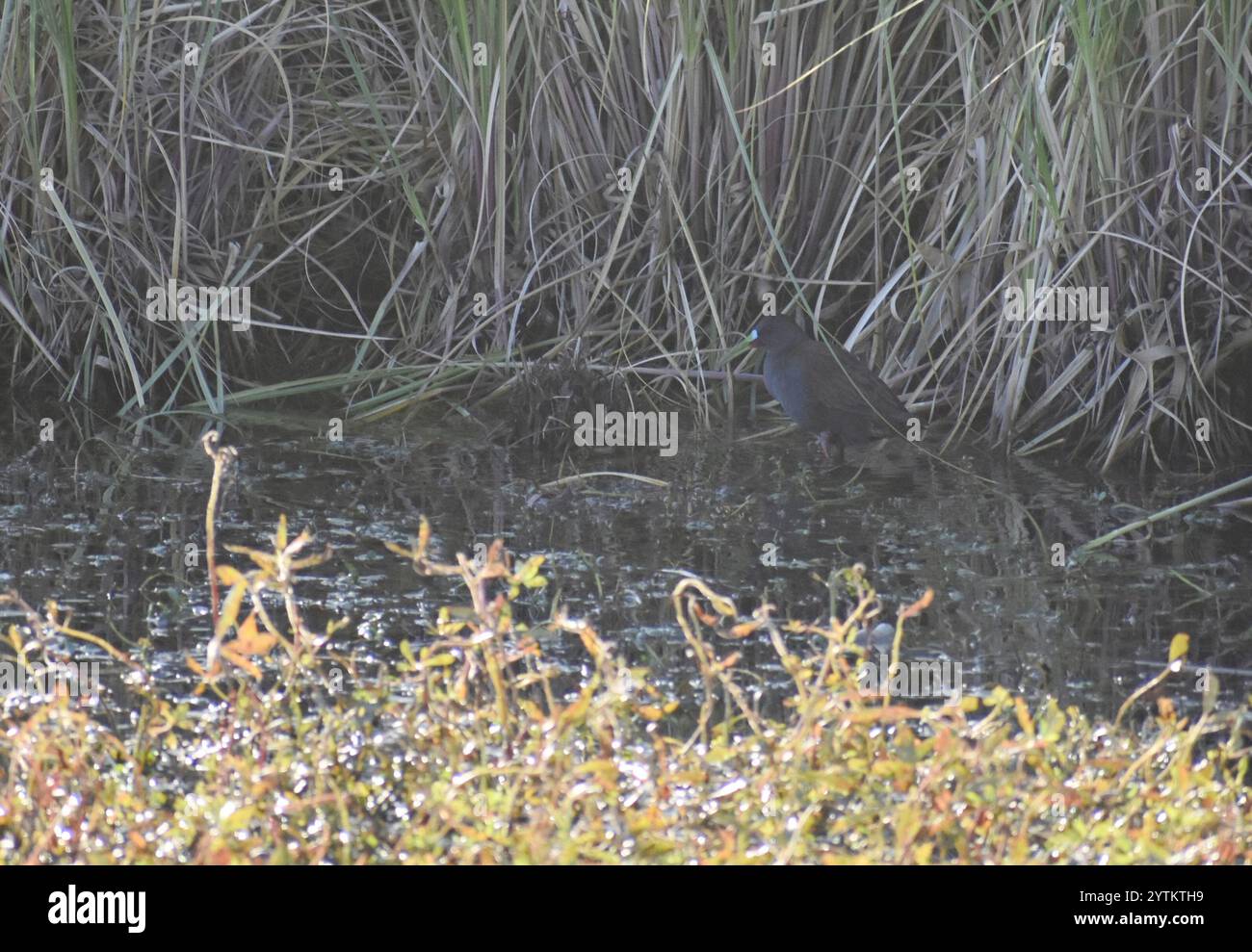 Râle de Plumbeous (Pardirallus sanguinolentus) Banque D'Images