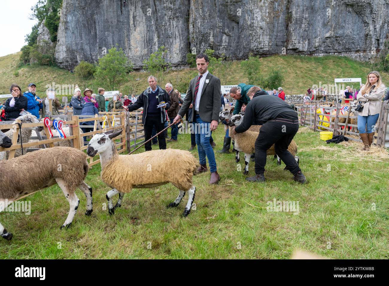 Moutons exposés au Kilnsey Show de 2024 sous l'ombre de Kilnsey Crag, au cœur des Yorkshire Dales. North Yorkshire, Royaume-Uni. Banque D'Images