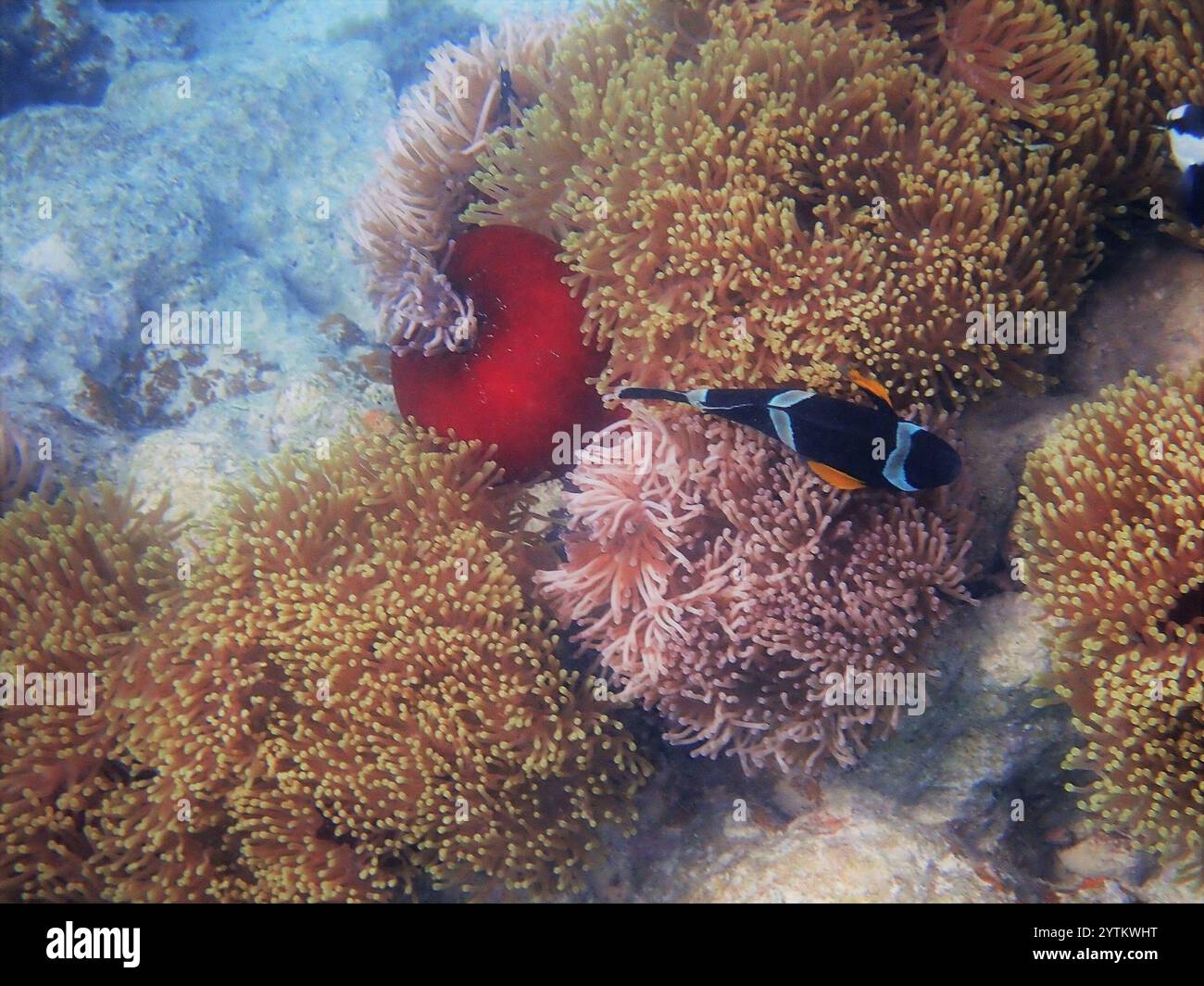 Anemonefish mauricien (Amphiprion chrysogaster) Banque D'Images