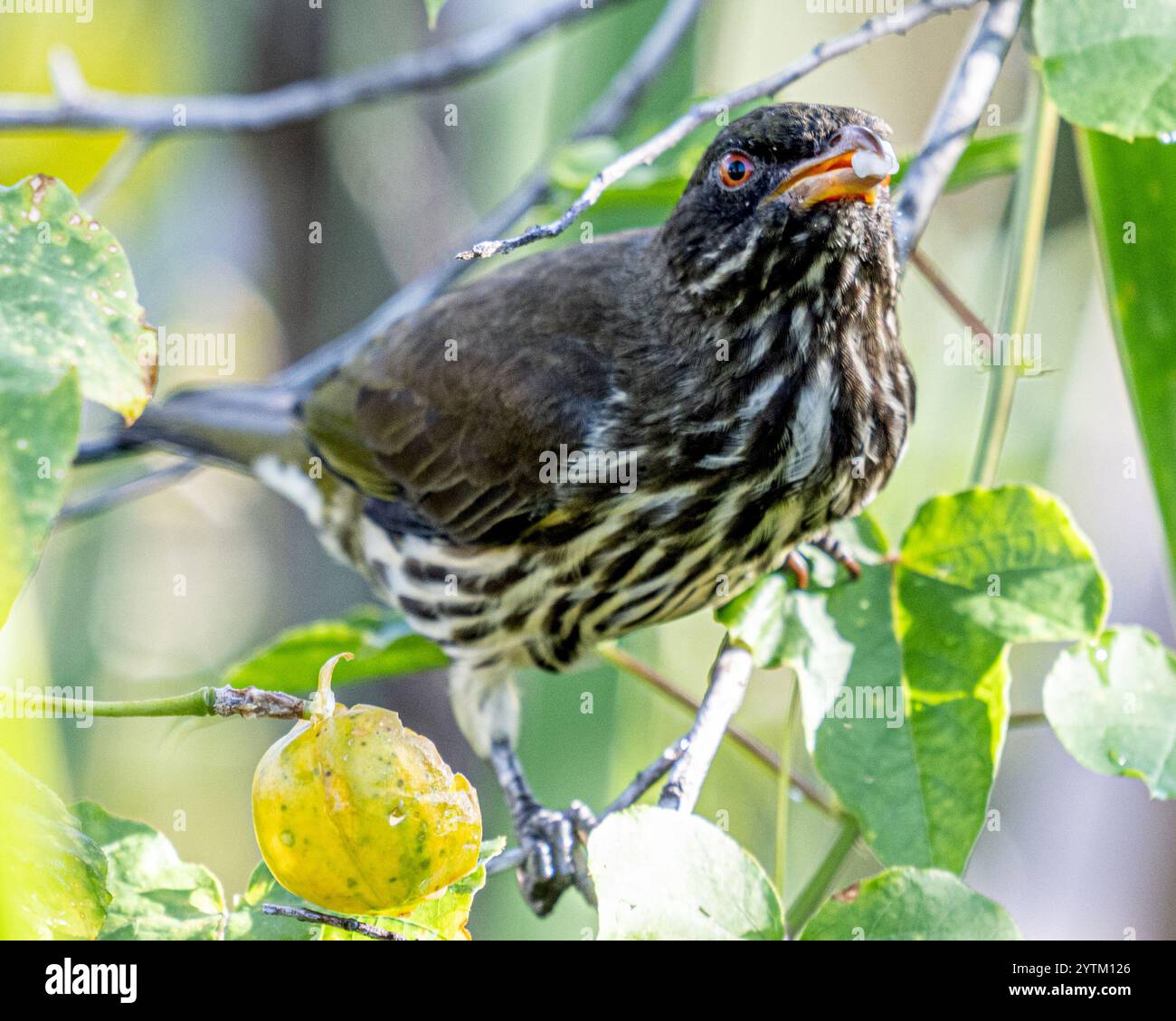 Palmchat - Dulus dominicus - oiseaux des Caraïbes de la République dominicaine Puna Cana oiseau sur la station Banque D'Images