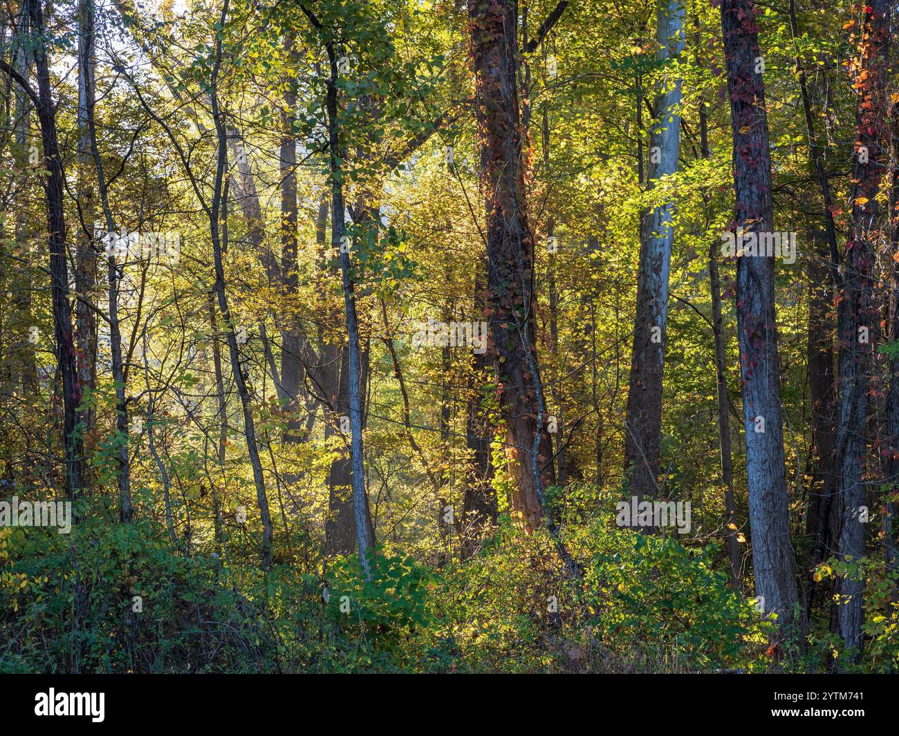 Les rayons du soleil traversent une forêt de couleur automnale en Virginie-occidentale, illuminant les feuilles d’automne et créant une scène chaleureuse et tranquille au cœur Banque D'Images