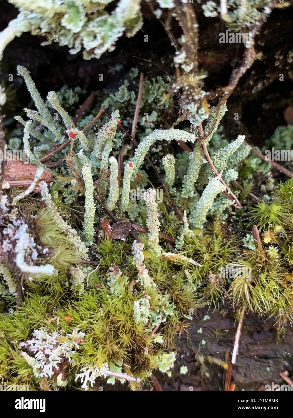 Soldats jouets (Cladonia bellidiflora) Banque D'Images