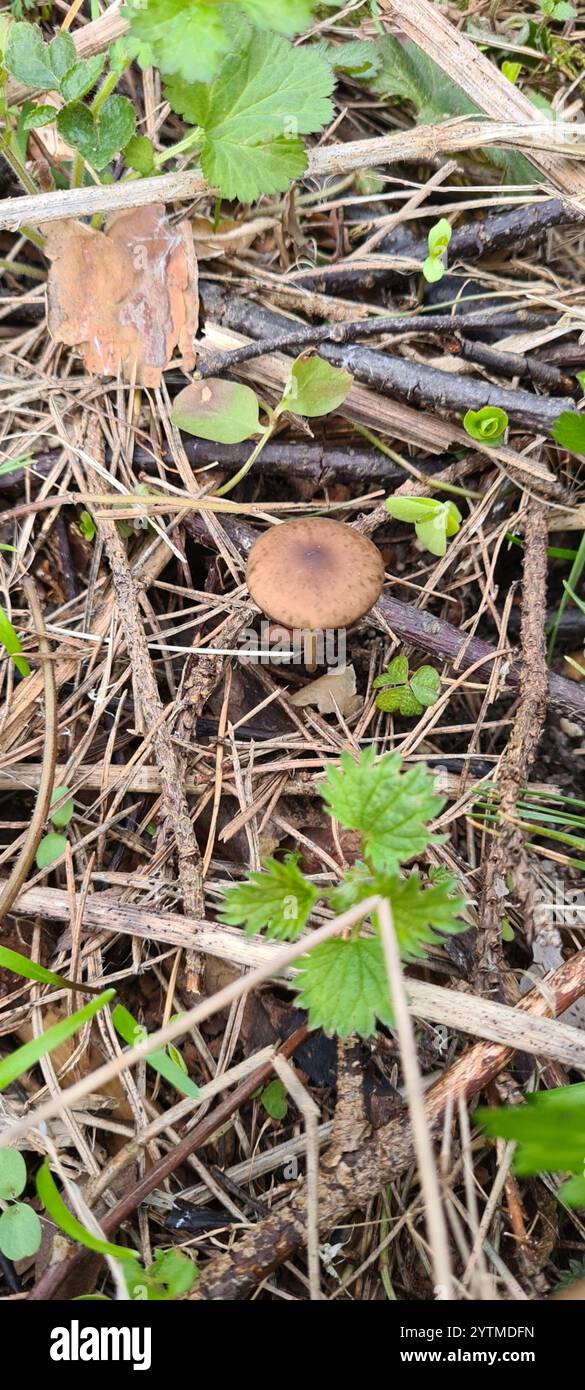 Casquette Sprucecone (Strobilurus esculentus) Banque D'Images