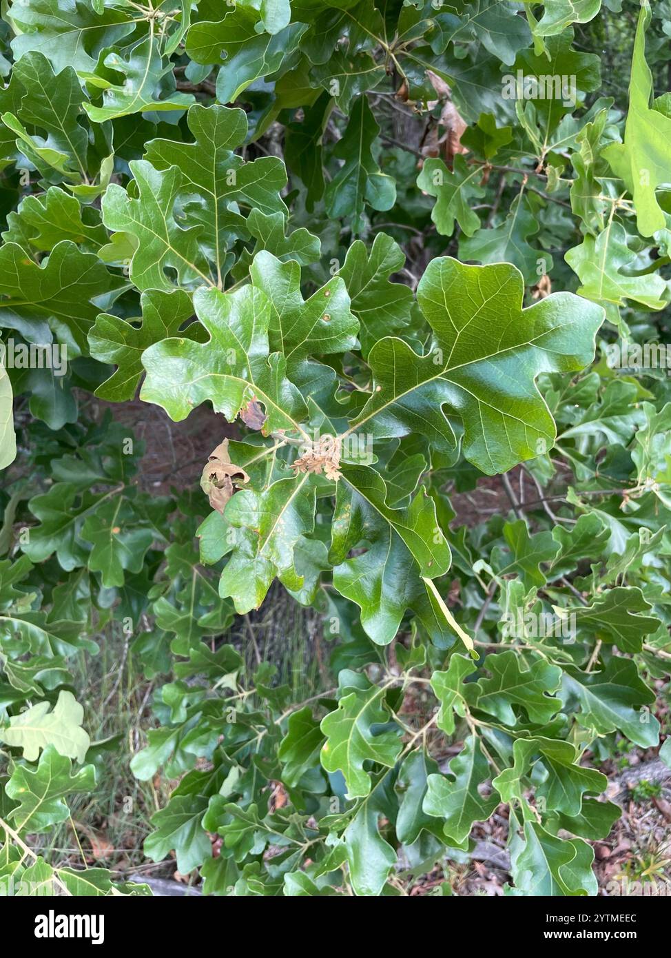 Chêne postérieur (Quercus stellata) Banque D'Images