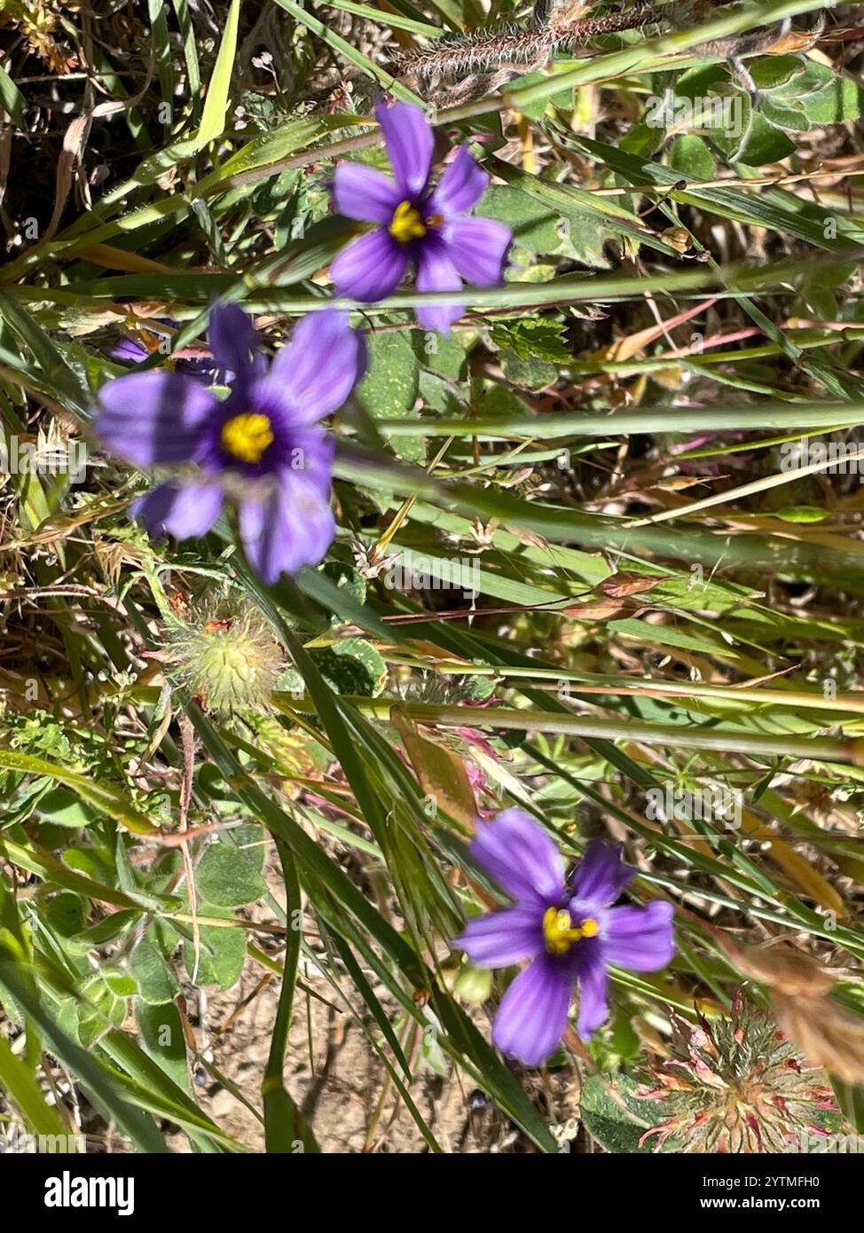 Herbe aux yeux bleus de l'ouest (Sisyrinchium bellum) Banque D'Images