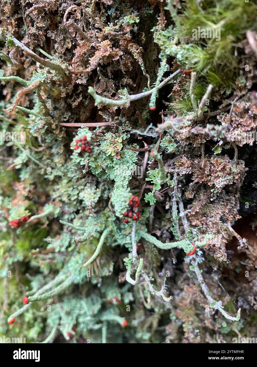 Soldats jouets (Cladonia bellidiflora) Banque D'Images
