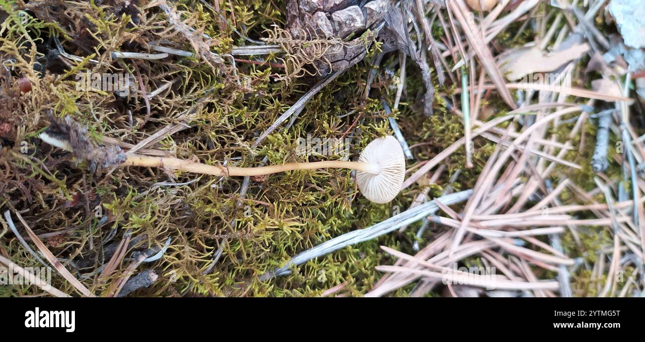 Casquette Sprucecone (Strobilurus esculentus) Banque D'Images