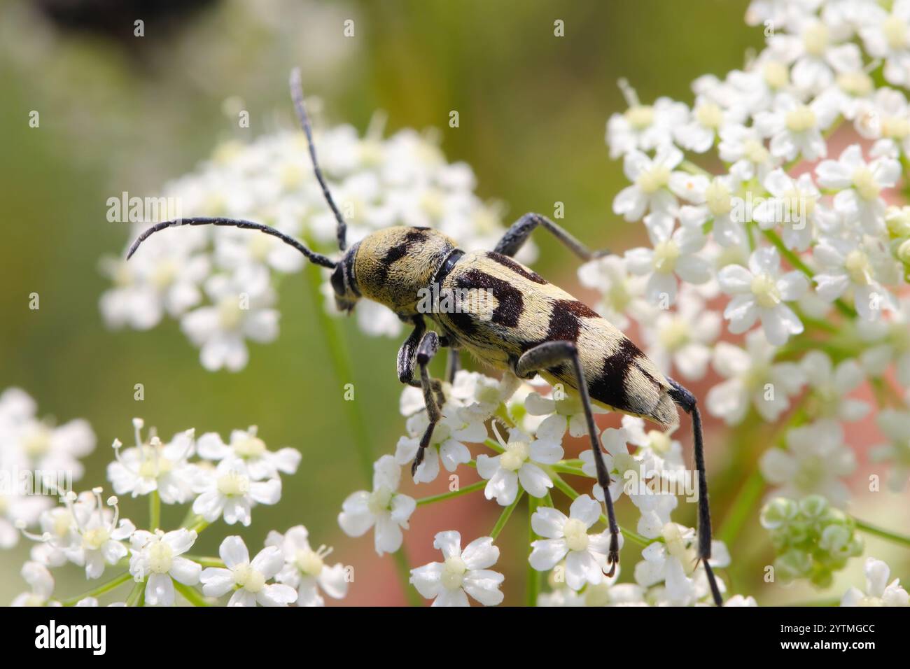 Coléoptère des guêpes - Cerambycid (Chlorophorus varius) sur ombellifère en été. Banque D'Images